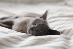 Schlafende Katze (Foto: Unsplash)