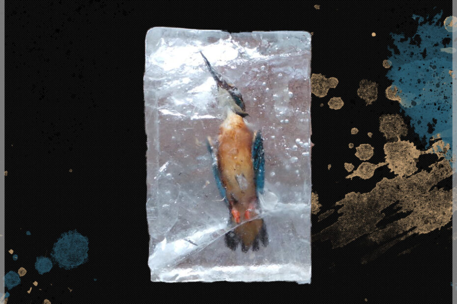 Cover der Single: Toter Vogel in Plastiktüte vor schwarzem Hintergrund
